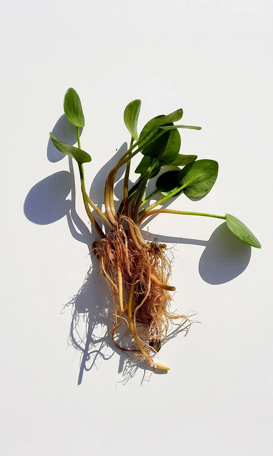 Live Frogbit Limnobium laevigatum - Bareroot Aquatic Plant for Ponds & Water Gardens