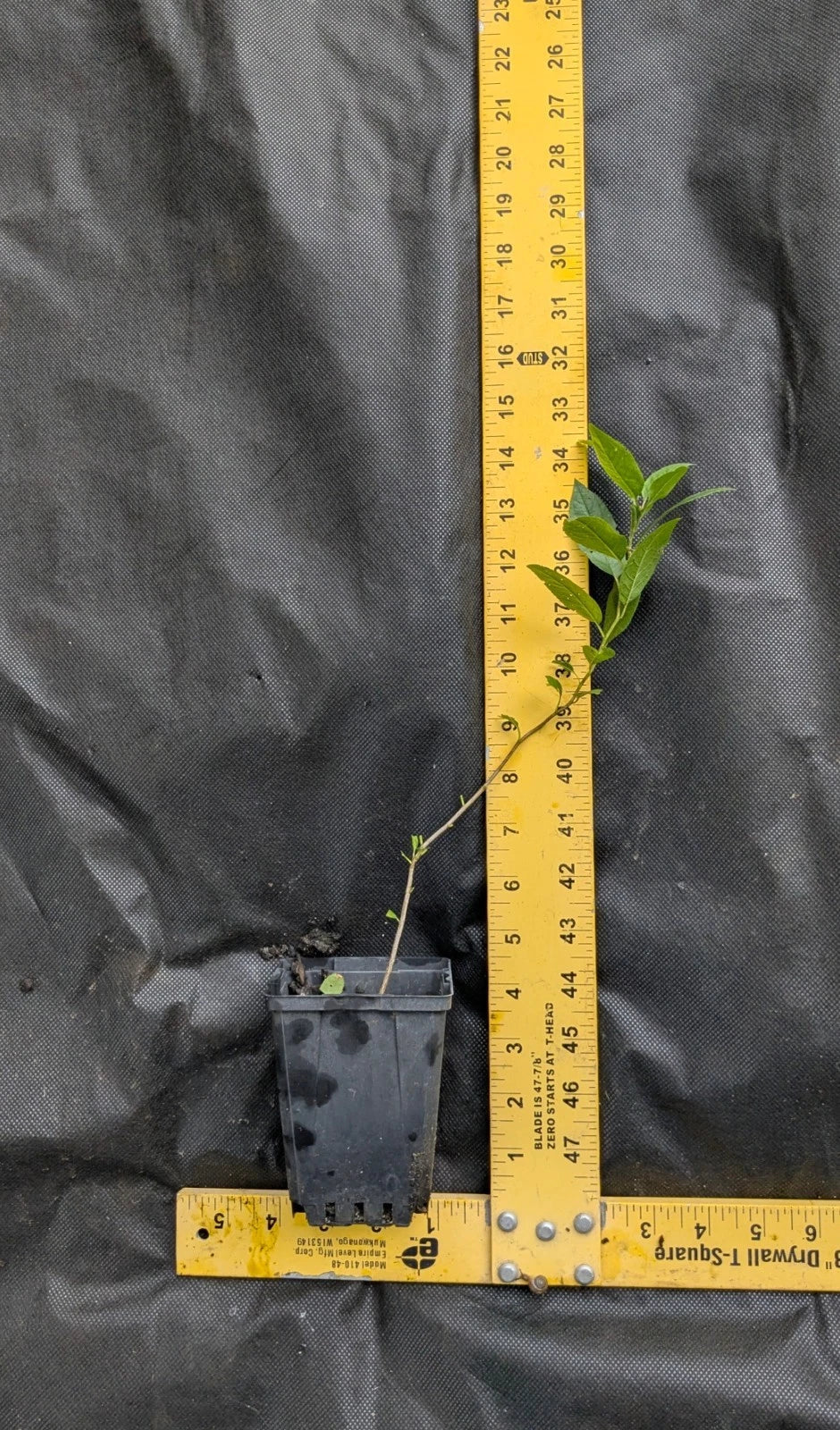 Beach Plum Tree Prunus maritima - 1 ft Live Plant, Deer Resistant, Native Edible Fruit