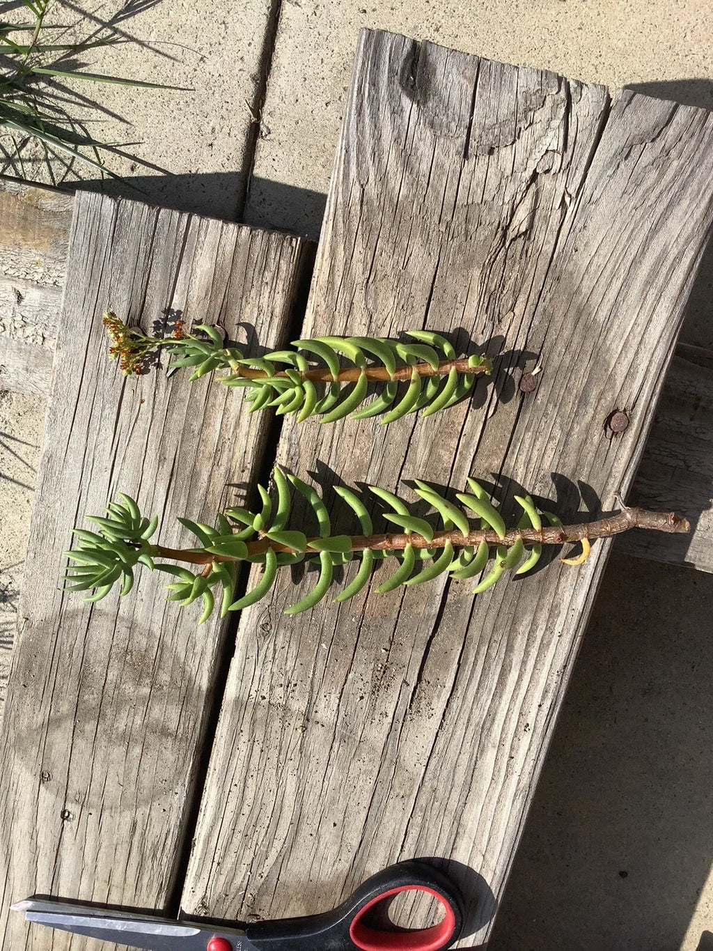 Crassula Tetragona Mini Pine Tree Cuttings - 7 Live Unrooted Cuttings (5-8") for Bonsai & Propagation