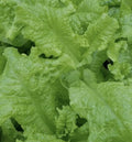 Black Seeded Simpson Lettuce Seeds - Non-GMO - 5000 Count - Lactuca sativa