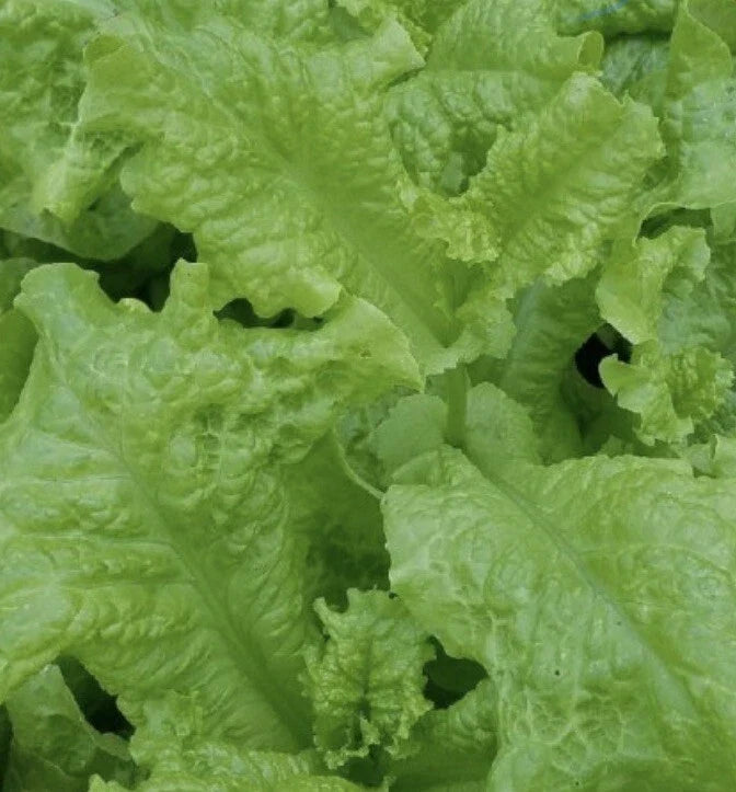 Black Seeded Simpson Lettuce Seeds - Non-GMO - 5000 Count - Lactuca sativa