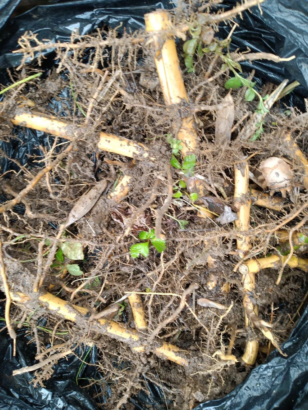 Moso Bamboo (Phyllostachys edulis) Root Plants – 2 Bare-Root Phyllostachys edulis Mosso Bamboo