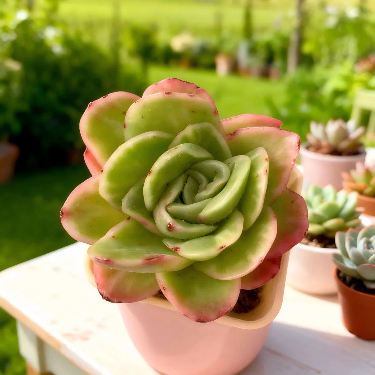 Echeveria Ice Rose Variegated | 3–3.5" Bare Root | Rare Succulent for Indoor Decor