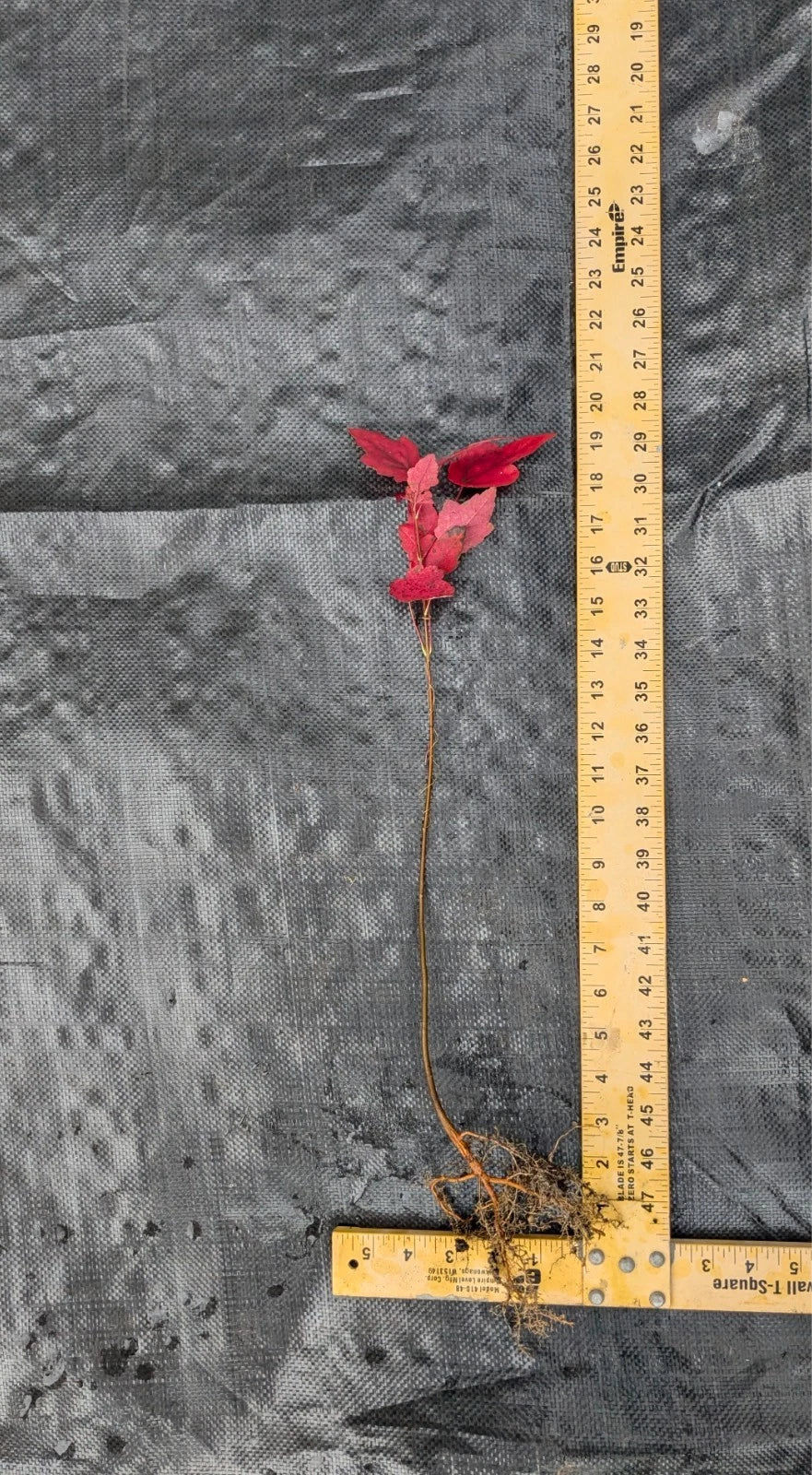 Red Maple Tree (Acer rubrum) Bare Root 1–2 ft Tall - Native, Fast-Growing Shade Tree