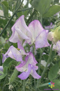 Butterfly Sweet Pea Seeds - 50+ Pack for Garden Planting - Lathyrus latifolius - USA