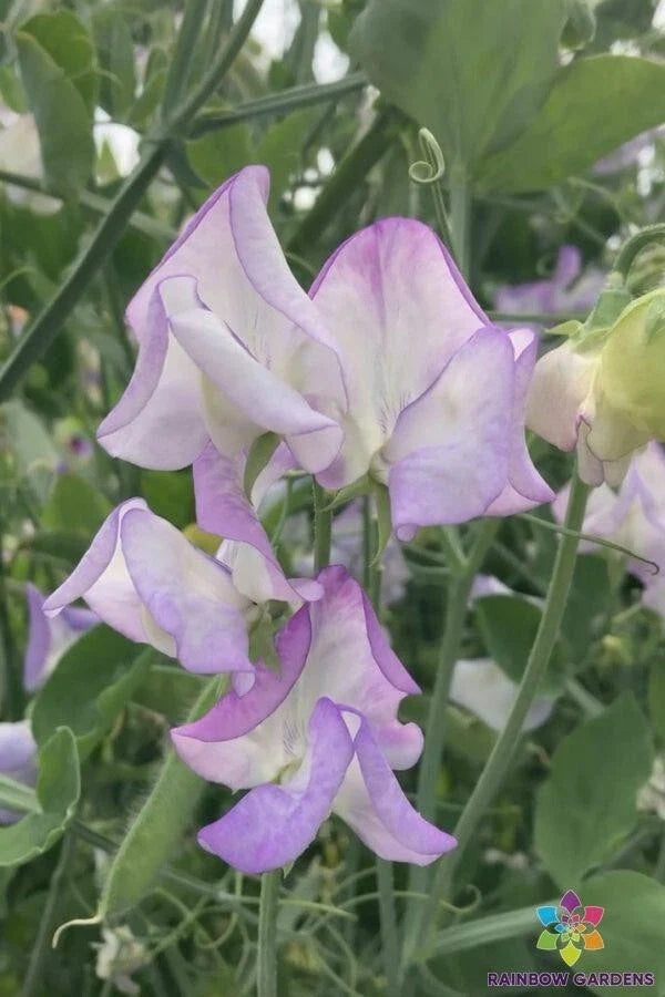 Butterfly Sweet Pea Seeds - 50+ Pack for Garden Planting - Lathyrus latifolius - USA