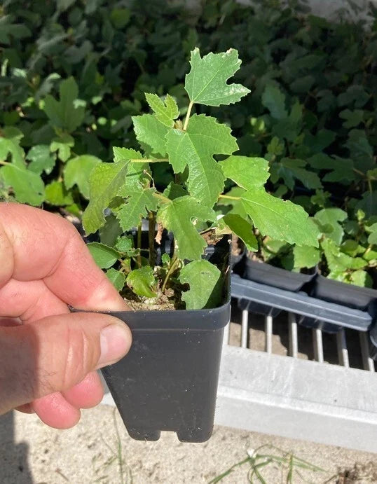 Beer’s Black Dwarf Fig Tree (Ficus carica) – Bare Root Starter, Self-Fertile, Dwarf Fig, 3–6 ft