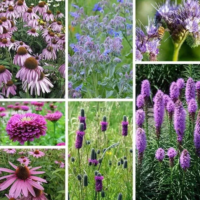 Purple Wildflower Seed Mix - Organic 200 Seeds - USA Grown - Perfect for Pollinators and Garden Blooms