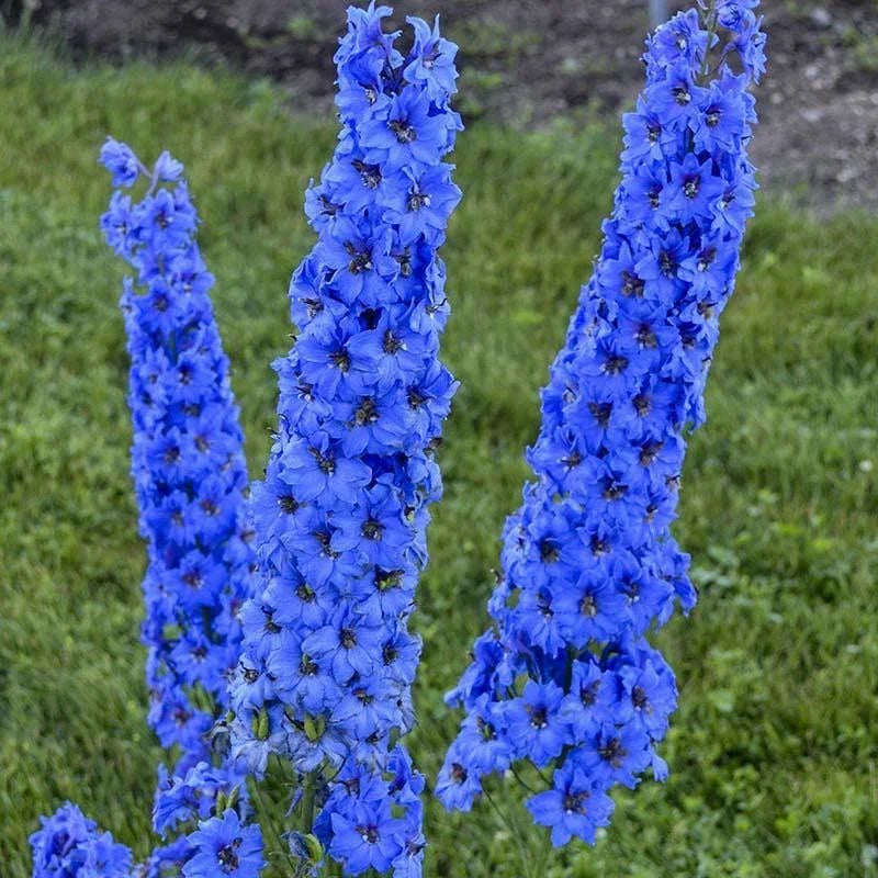 25 Bright Blue Delphinium Seeds - Perennial Garden Flower - Delphinium elatum