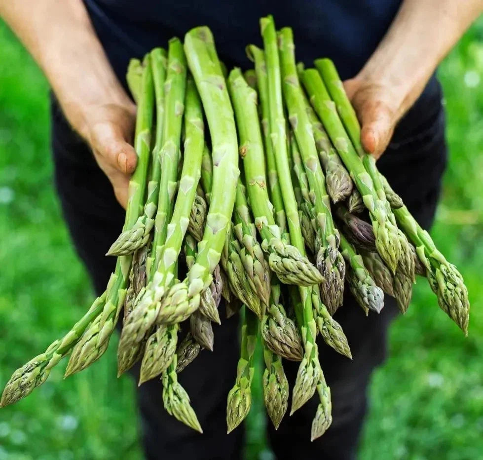 Asparagus Seeds - 100+ Heirloom Organic Mary Washington - Non-GMO - Vegetable Gardening