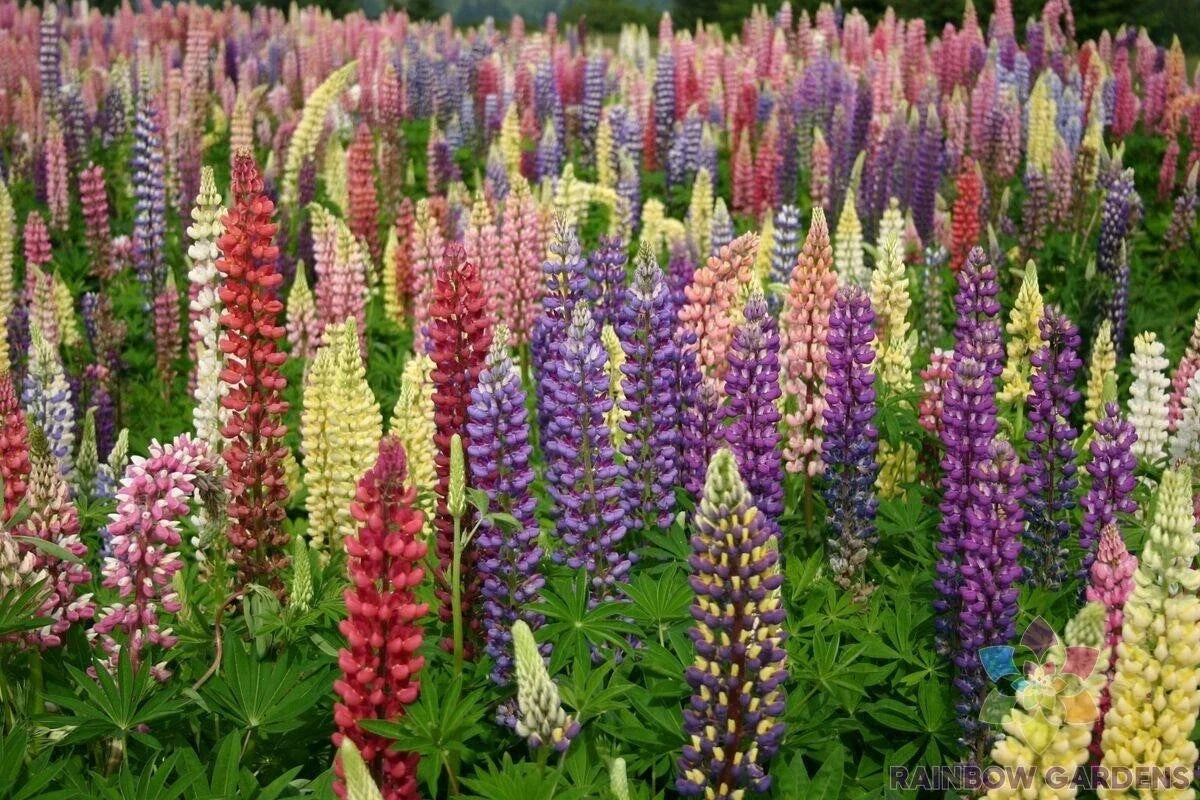 Lupine Seeds - 25+ Loopy Mix - Garden Planting - Lupinus perennis - USA