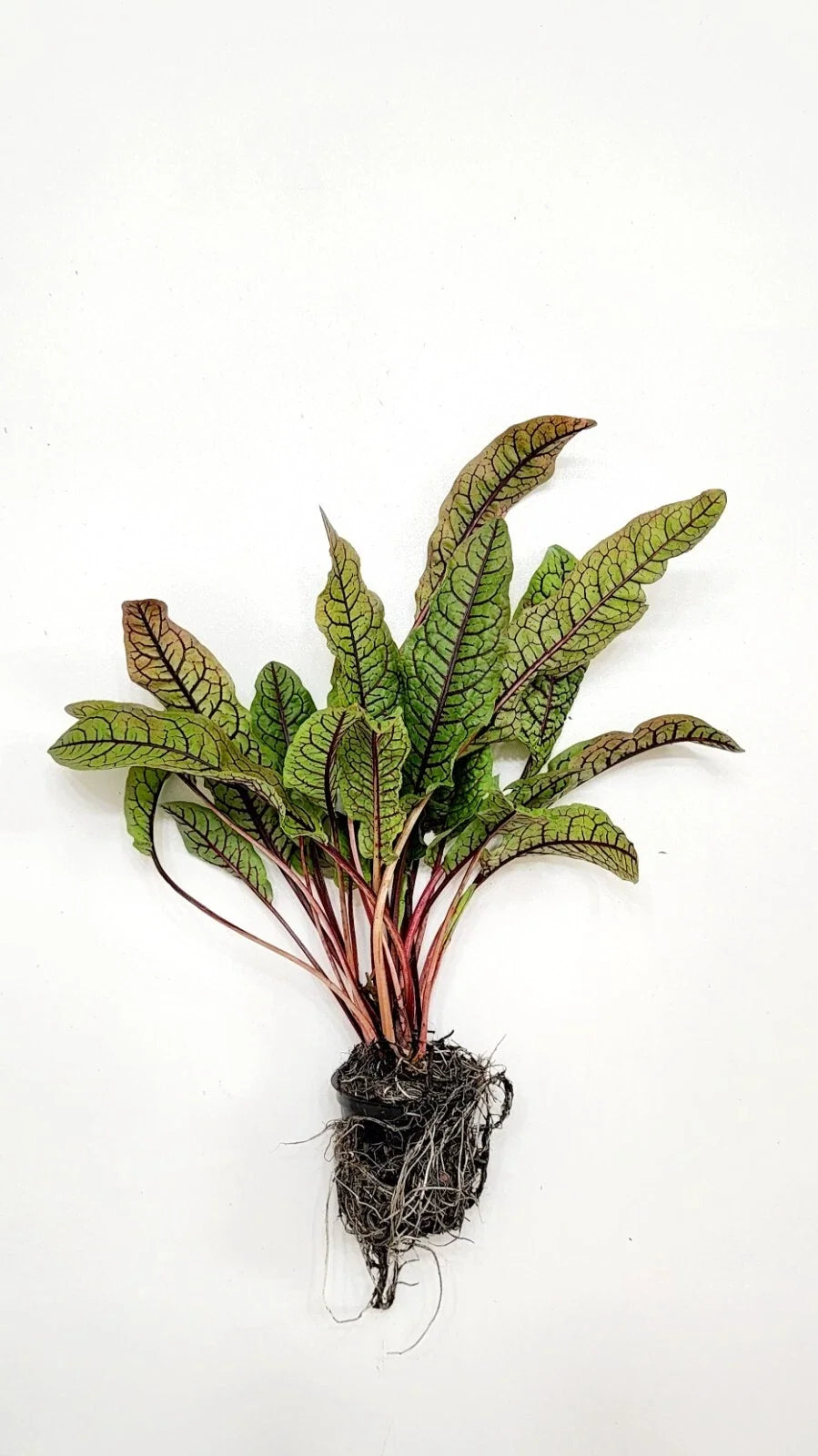 Blood y Dock Bare Root Rumex sanguineus – Red-Veined Sorrel, Cold Hardy Perennial
