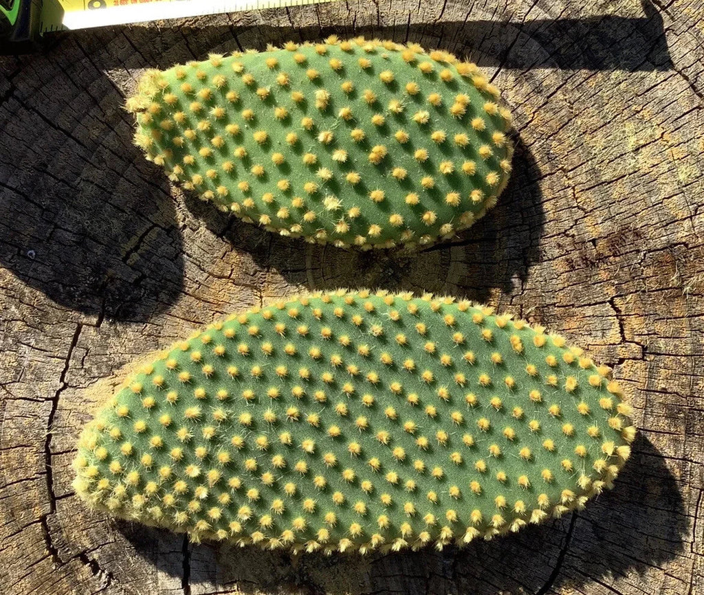 Bunny Ears Cactus Cuttings - Opuntia Microdasys | 7 Unrooted Pads for Propagation