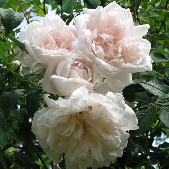 Madame Alfred Carriere Climbing Rose Cuttings - 4 Live Cuttings - Sweet Scent, Unique Color - Rosa 'Madame Alfred Carriere'