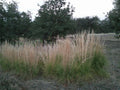 Feather Reed Grass Plugs, 6 Bare Root, Karl Foerster's Ornamental Grass, Calamagrostis acutiflora