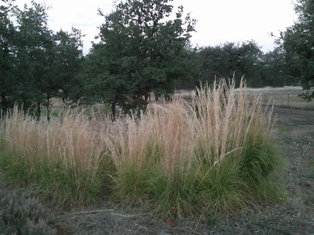 Feather Reed Grass Plugs, 6 Bare Root, Karl Foerster's Ornamental Grass, Calamagrostis acutiflora