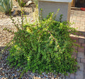 Portulacaria Afra "Mammoth" Elephant Plant Cuttings Lot (5) | Live Succulent | Easy Care Indoor Plant