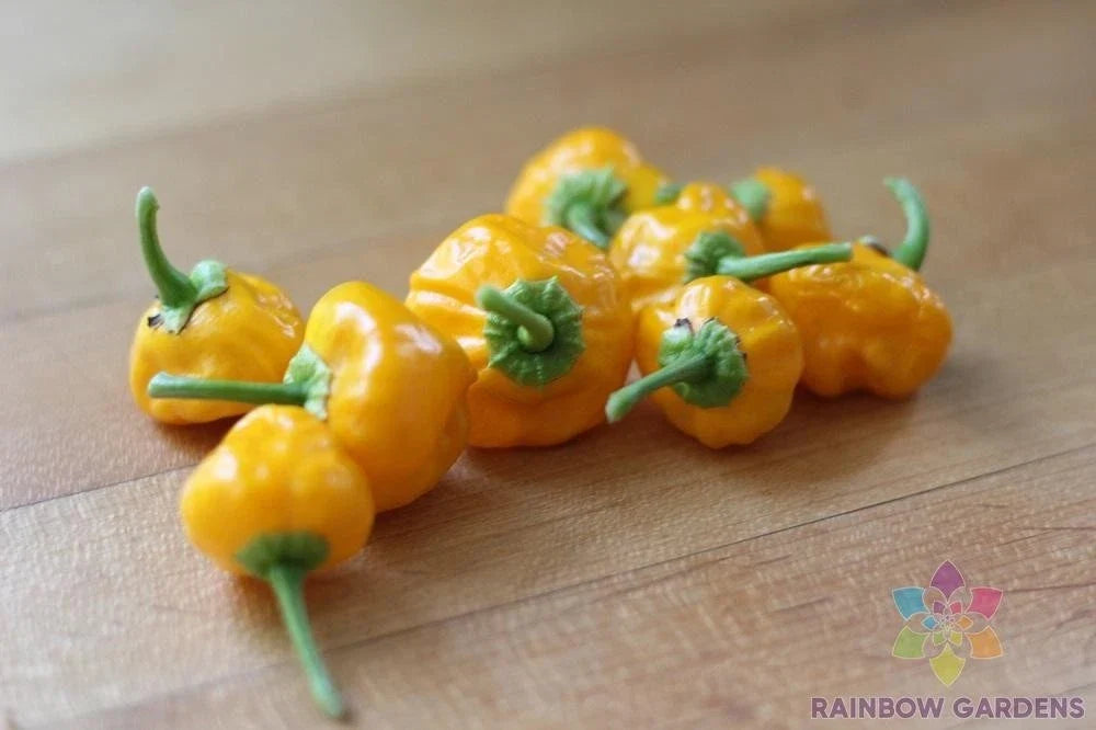 Jamaican Hot Yellow Pepper Seeds - 25+ Pack for Garden Planting - Capsicum chinense - USA Shipping