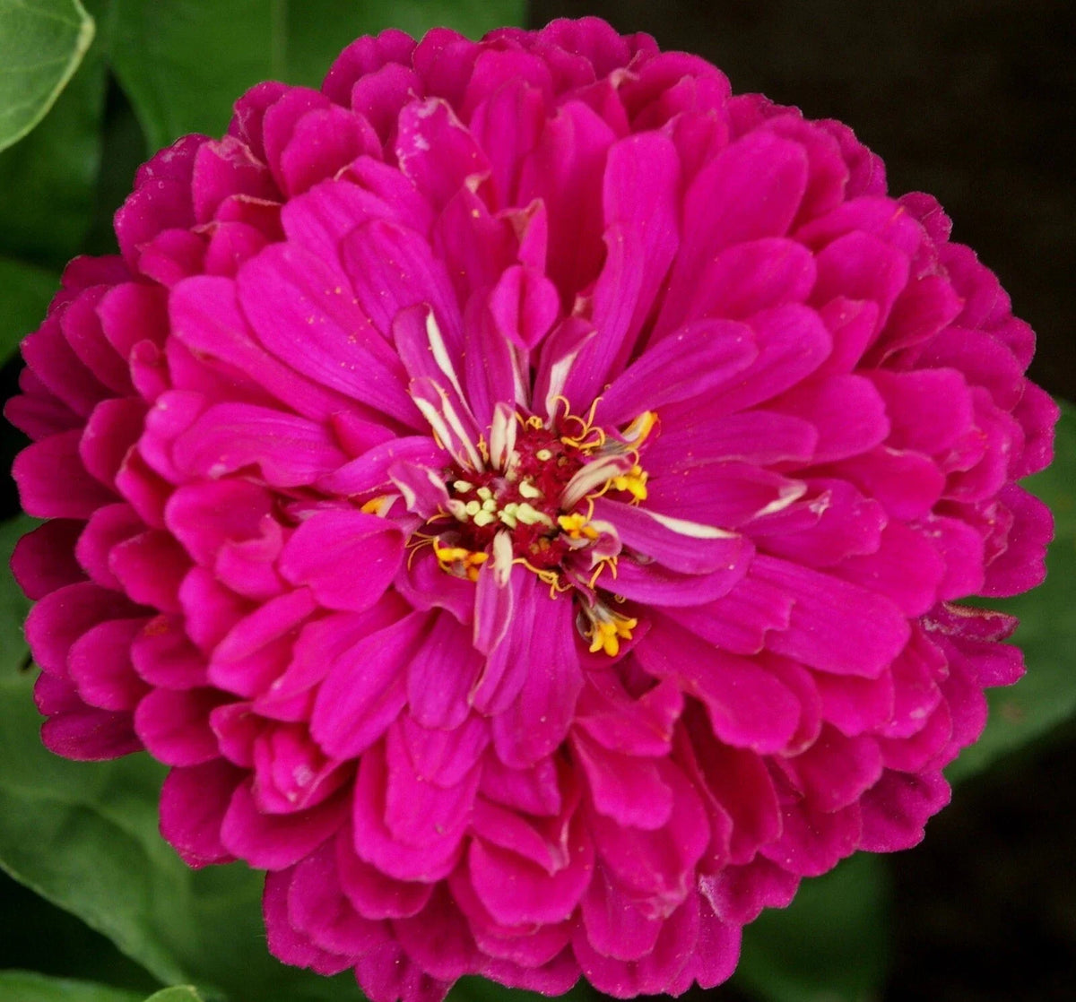 Purple Prince Zinnia Seeds - 100+ Non-GMO Seeds for Vibrant Garden - Zinnia elegans