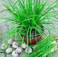 50 Garlic Chive Seeds - Non-GMO Organic Herb for Culinary Gardens - Perennial Edible Plant (Allium tuberosum)
