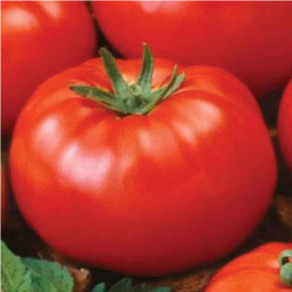 Ace 55 Tomato Seeds - Heirloom Variety, 500 Non-GMO Seeds - Perfect for Home Gardening - Solanum lycopersicum