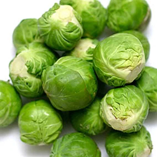 Brussel Sprouts Seeds - 300+ Catskill Variety (Brassica oleracea) - USA Grown