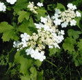 Viburnum opulus Live Bare Root Starter Plant | European Cranberrybush