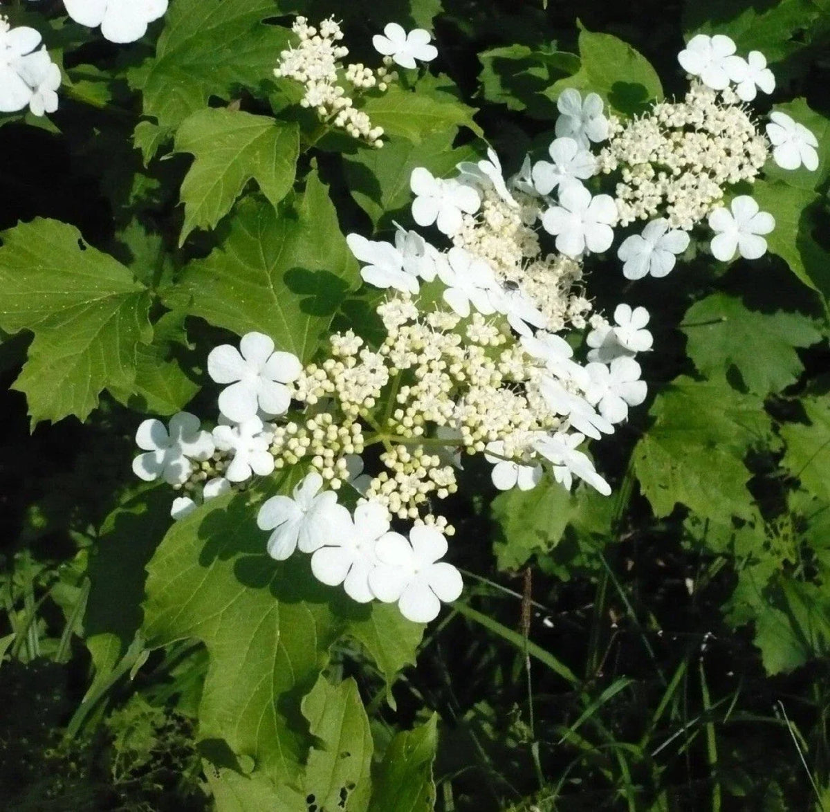 Viburnum opulus Live Bare Root Starter Plant | European Cranberrybush