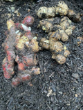 Indonesian Ginger Roots Set - Red & Black Ginger for Planting (3 Roots Each)