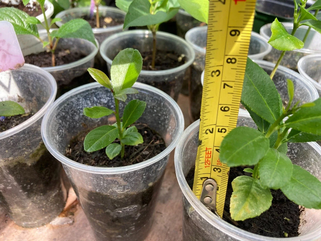 Lemon Tree Seedling 2-3" Bare Root (Citrus limon) – Live Plant, Fruit Tree Starter