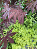 Creeping Jenny Plants - 15 Bare Root - Ground Cover - Lysimachia nummularia