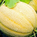Hales Best Jumbo Cantaloupe Seeds | Non-GMO Heirloom Cantaloupe Seeds | 50 Seeds, Cucumis melo
