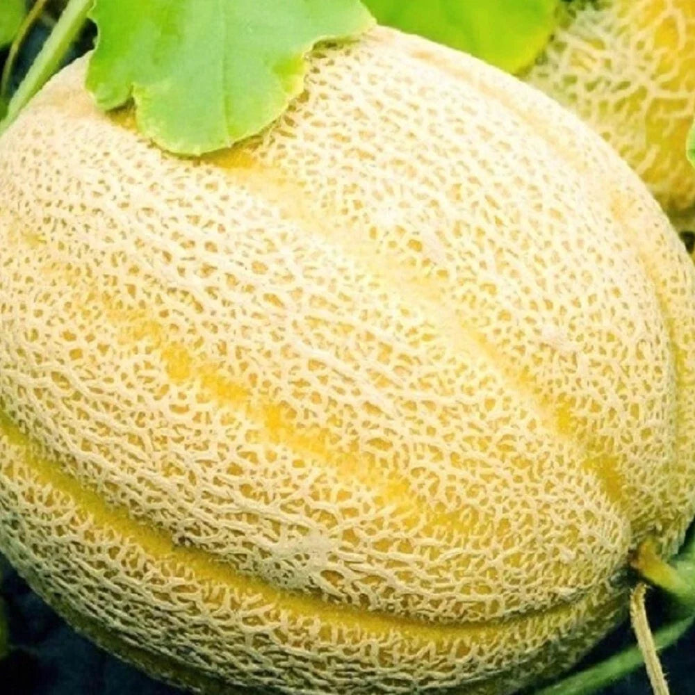 Hales Best Jumbo Cantaloupe Seeds | Non-GMO Heirloom Cantaloupe Seeds | 50 Seeds, Cucumis melo
