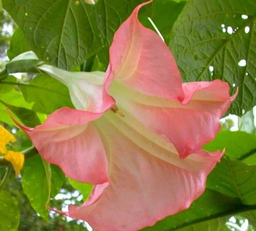 Sunset Angel Trumpet Seeds - 10 Brugmansia Datura Flowers - Exotic Garden Seeds for Planting