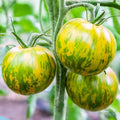 Green Zebra Tomato Seeds, 30 Count, Non-GMO, Heirloom Variety, Solanum lycopersicum