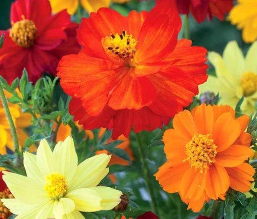 Bulk Cosmos Seeds - 2,500 Count - Sulphur Mixed Variety - Cosmos Sulphureus