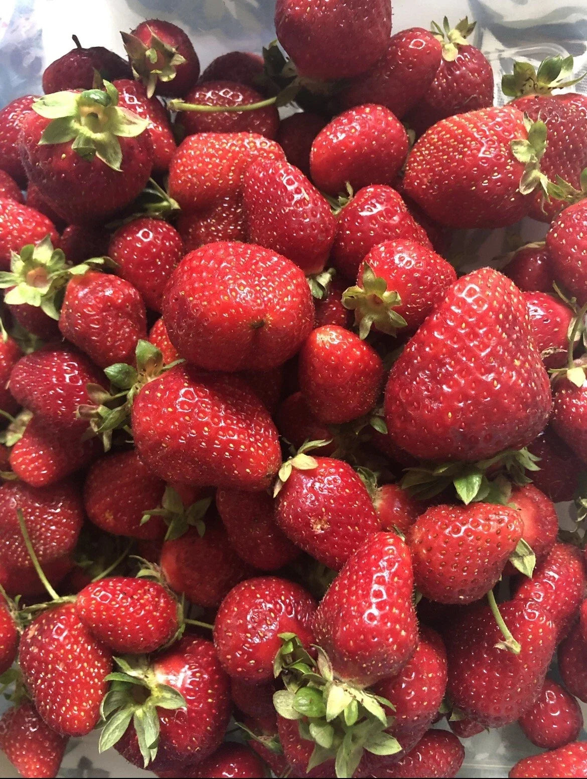 Strawberry Seeds - Organic Sweet Non-GMO Berry - Homegrown Edible Garden - Fragaria × ananassa - USA