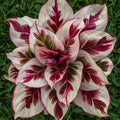 Burning Crimson Calathea Seeds - 25+ Premium Seeds for Garden Planting - Calathea 'Fascinator' - USA