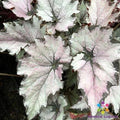 Champagne Bubbles Begonia Seeds - 25+ Seeds for Garden Planting - USA - Begonia 'Champagne Bubbles'