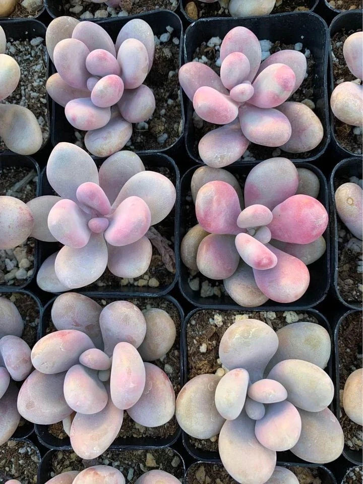 Pink Moonstone Pachyphytum oviferum Bare Root Succulent (Pachyphytum Oviferum) – 1 Bare Root