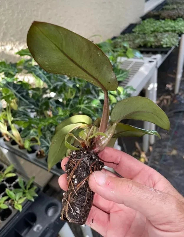 Philodendron Black Cardinal Bare-Root Starter Plant 3-5” Tall