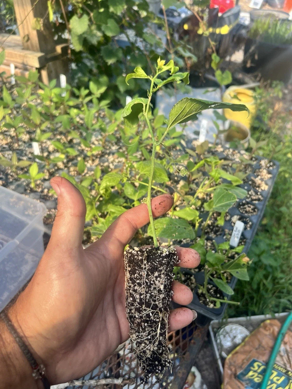 Purple Possum Passion Fruit Passiflora edulis Bare-Root Starter Plant