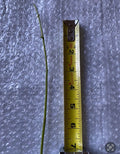 Jack The Bush (Chromolaena odorata) - 15 Fresh Unrooted Cuttings, 5-Inch Stems