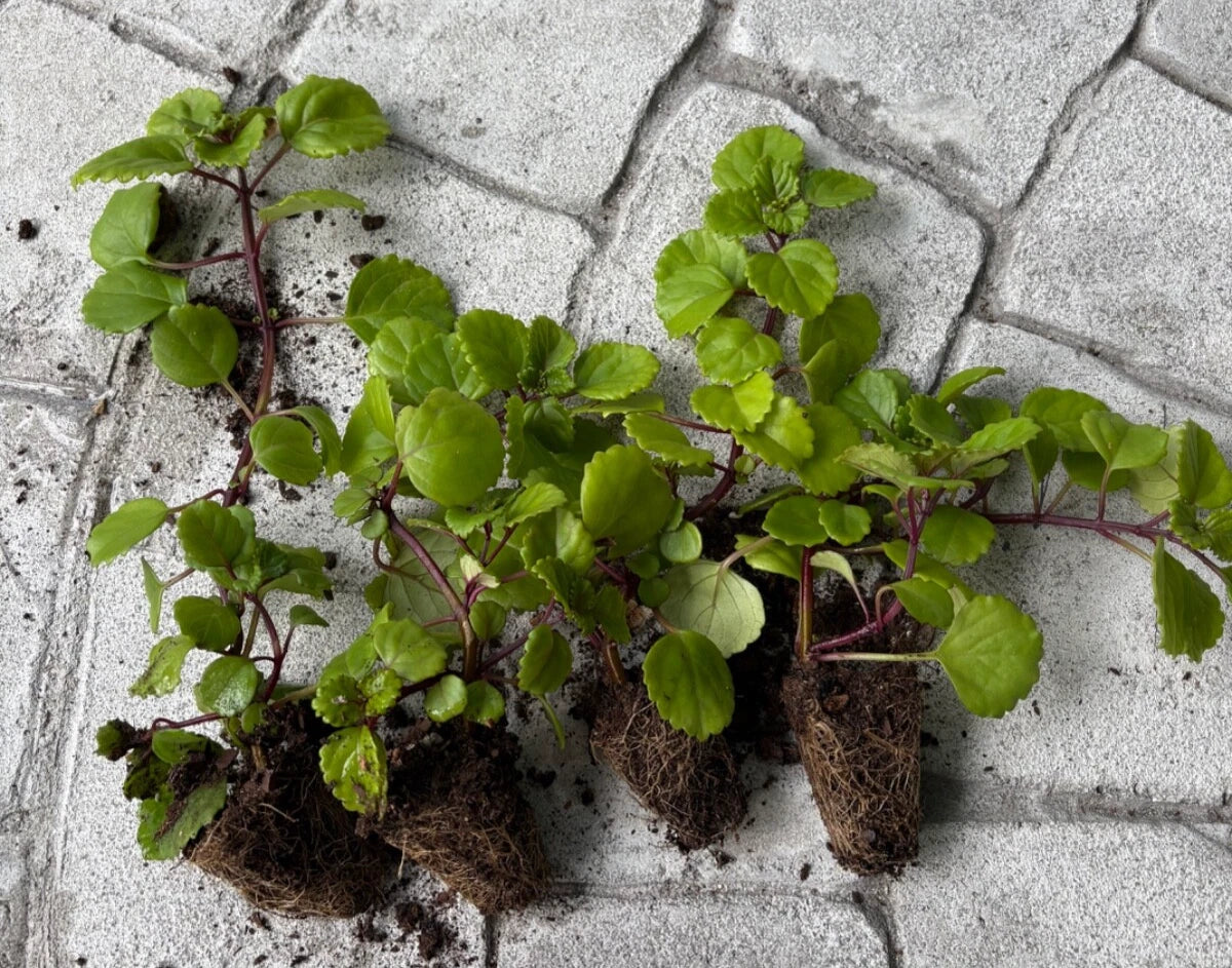 Swedish Ivy Bare Rooted Plants - 4 Live Plectranthus verticillatus Creeping Charlie