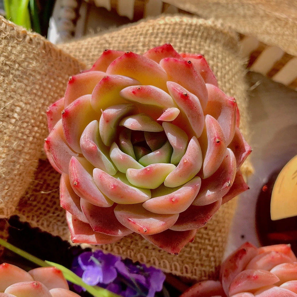 Echeveria 'Little Beauty' Bare Root Starter Plant - Rare Easy-Care Succulent