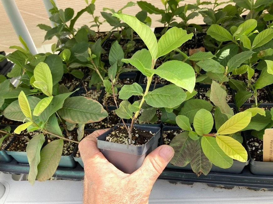 Peruvian White Guava Tree - Psidium guajava Bare Root Starter Plant, Self-Fertile, Full Sun