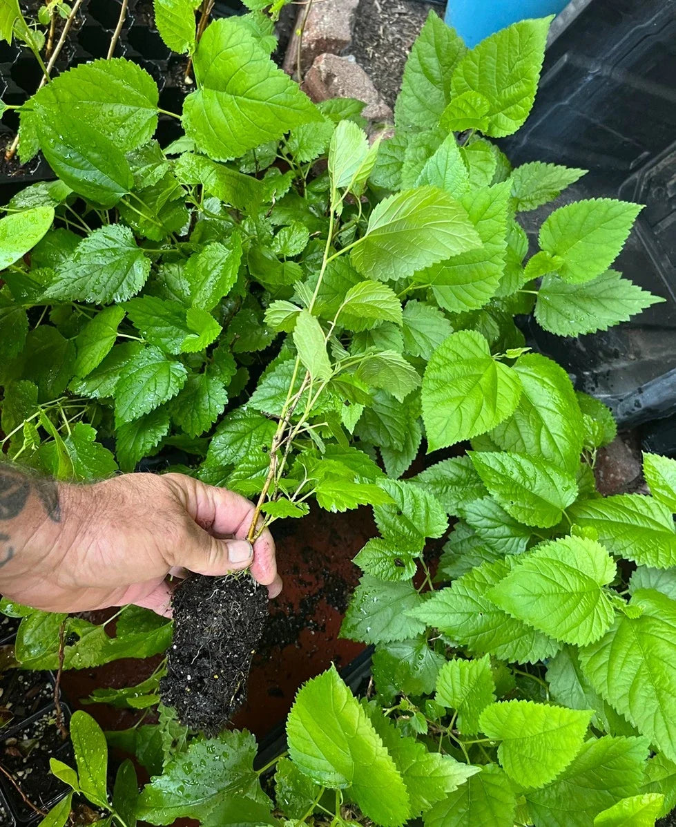 Red Mulberry Tree Morus rubra – Bare Root Live Tree, Native, Non-Dwarf