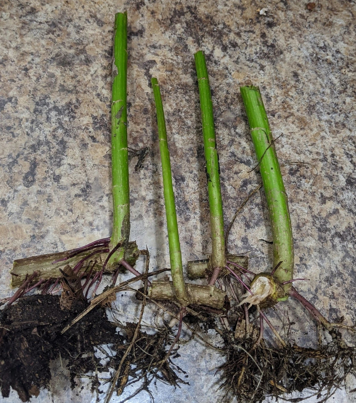 Tithonia diversifolia Cuttings (Mexican Sunflower) – 2 Live Rooted Cuttings