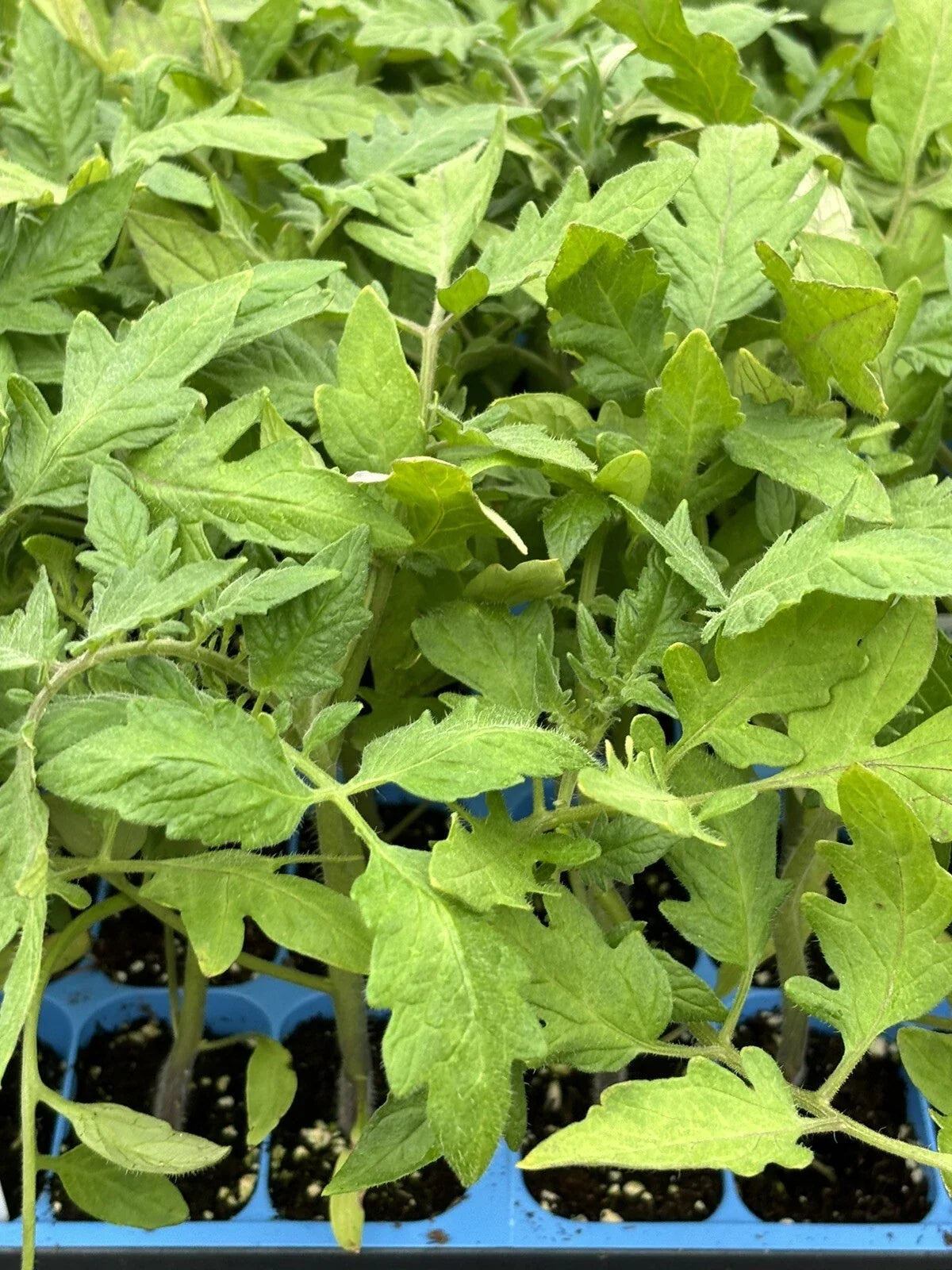 Goliath Tomato Live Plants (2) - Solanum lycopersicum | 6–10" Large Red Slicer, Heirloom, Disease-Resistant