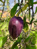 Pepino Melon Deep Purple Cuttings (6 Unrooted) Solanum muricatum